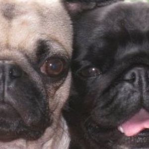 Meet your Posher, Anne